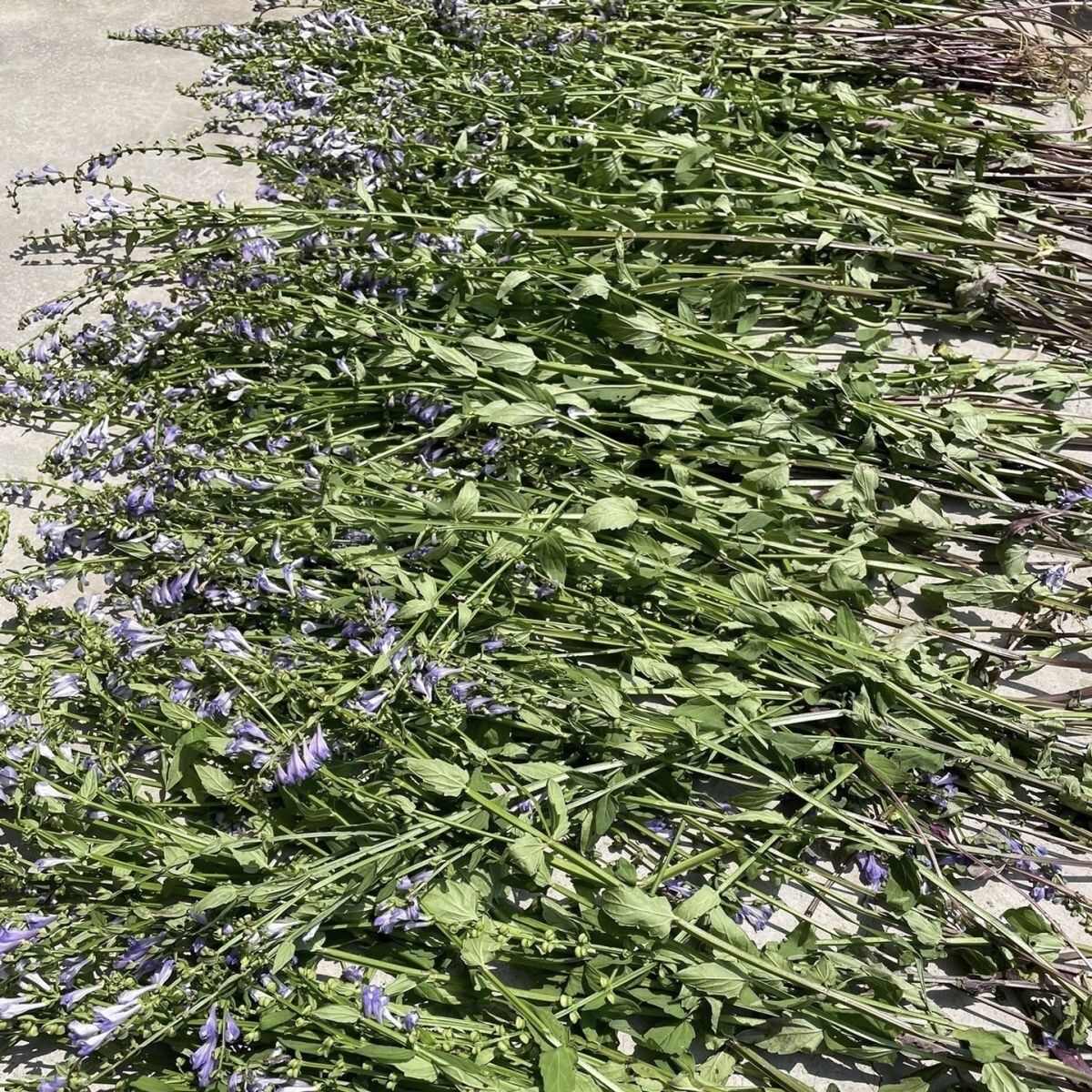 【精品手选】整棵带根优质半枝莲，短杆色青 水洗干净，天然晾晒