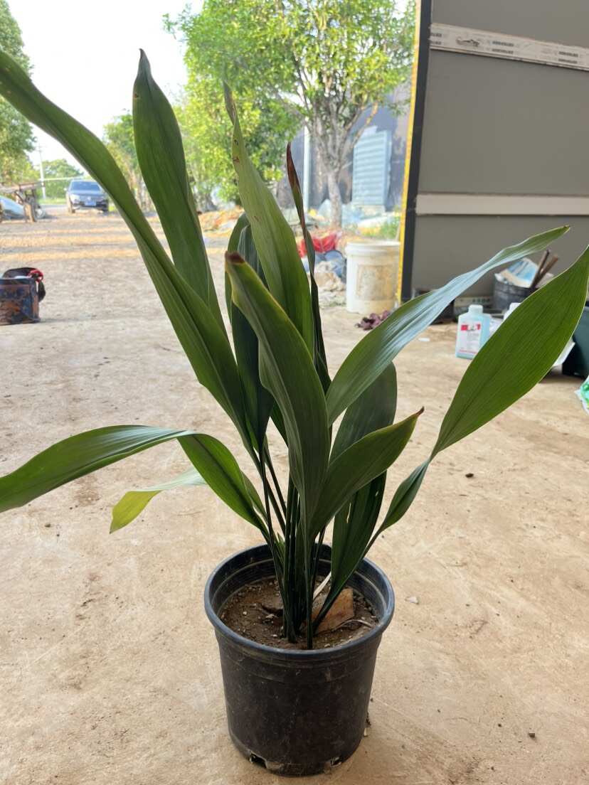 一叶兰大叶万年青蜘蛛抱蛋2加仑