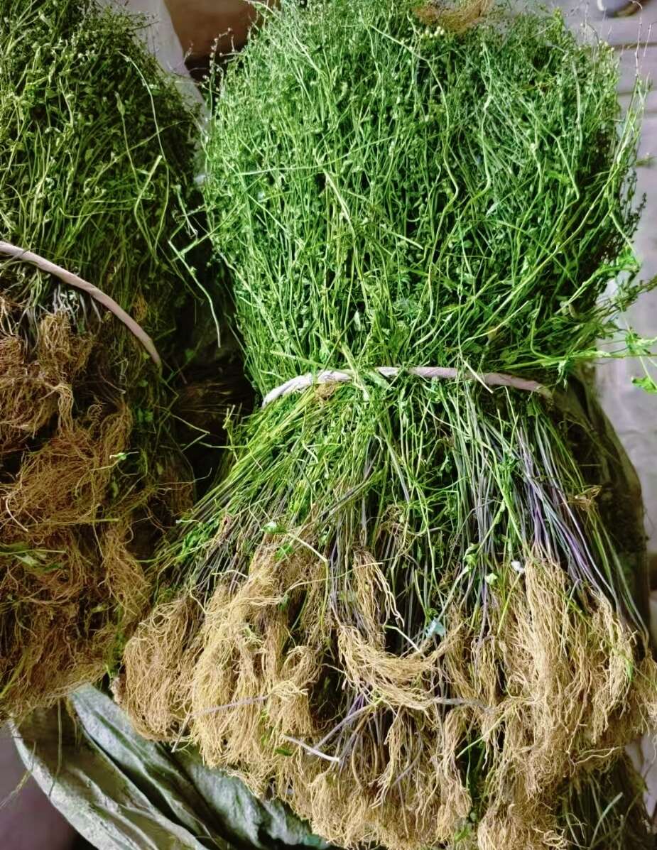 【精品手选】整棵带根优质半枝莲，短杆色青 水洗干净，天然晾晒
