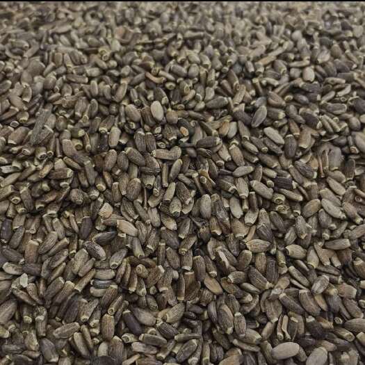 水飞蓟 中药材水飞蓟 东北长白山水飞蓟