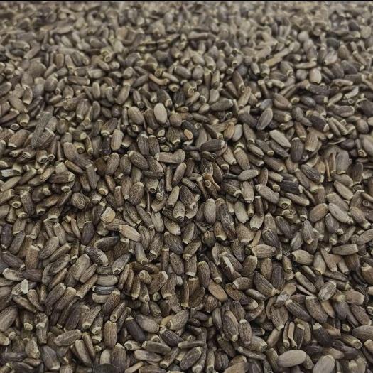 亳州水飞蓟 中药材水飞蓟 东北长白山水飞蓟