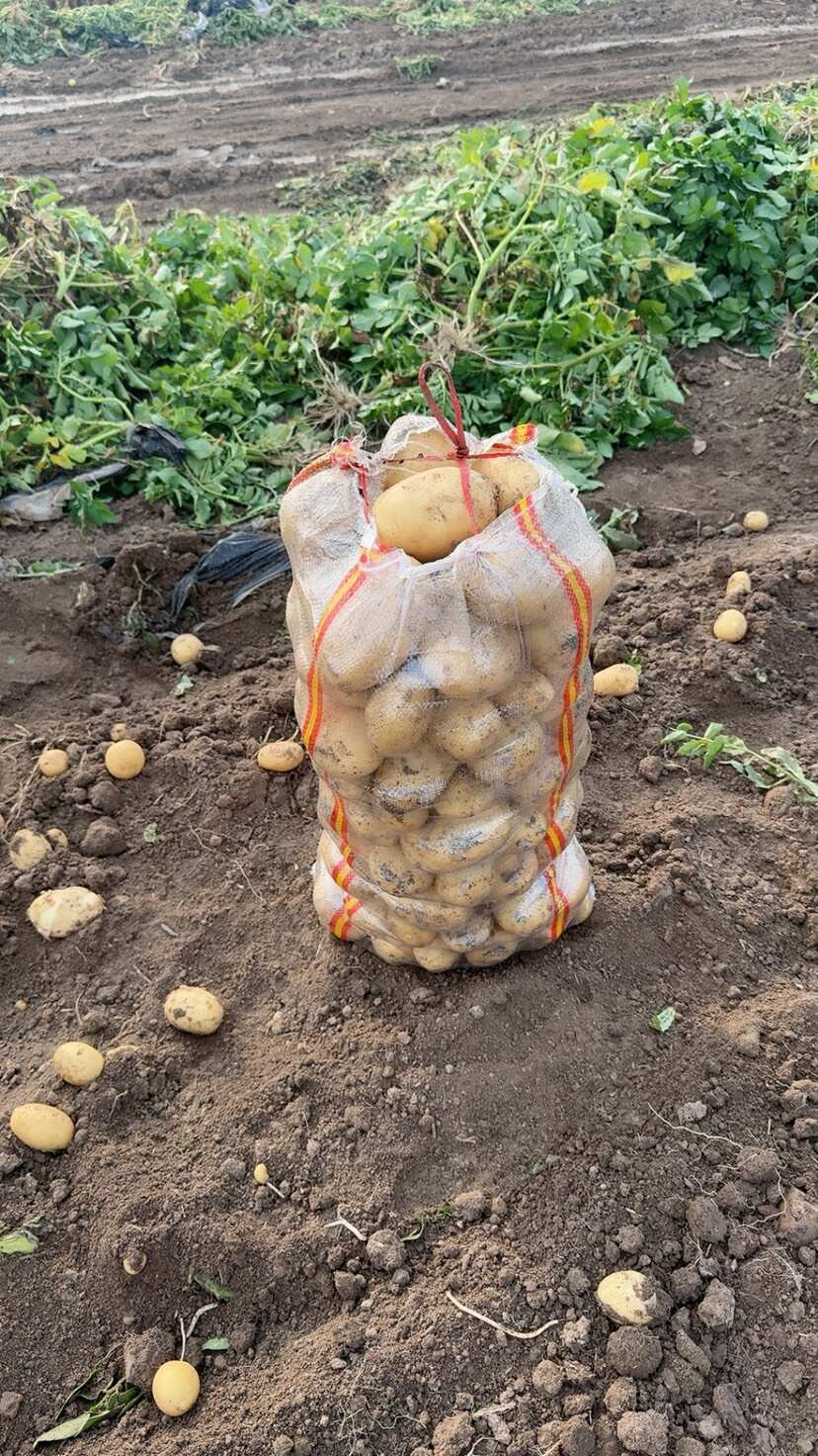 精品沃土黄皮黄心优质土豆