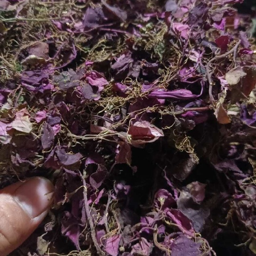 天全县风柜草小叶红