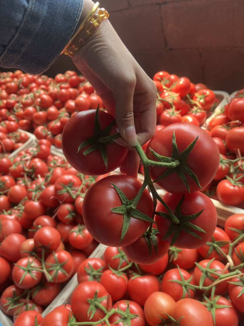 辽宁锦州硬粉西红柿新鲜采摘批发供应