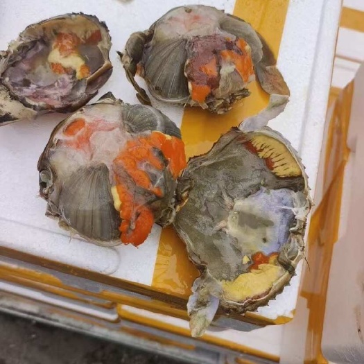 连云港青蟹全母带膏300/500规格肉蟹膏蟹活冻青蟹大螃蟹整只母蟹
