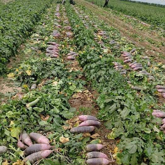 青州市冰淇淋萝卜