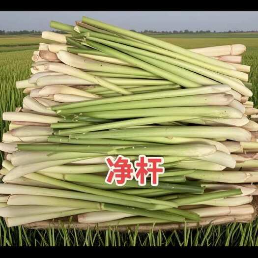 广州香茅草通货香茅苗香茅净杆