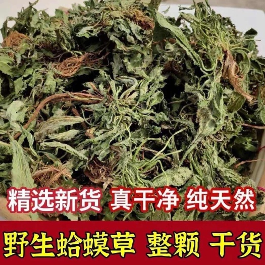 桐柏县河南南阳产优质荔枝草蛤蟆草嫩草 全草类药材批发零售水洗带根