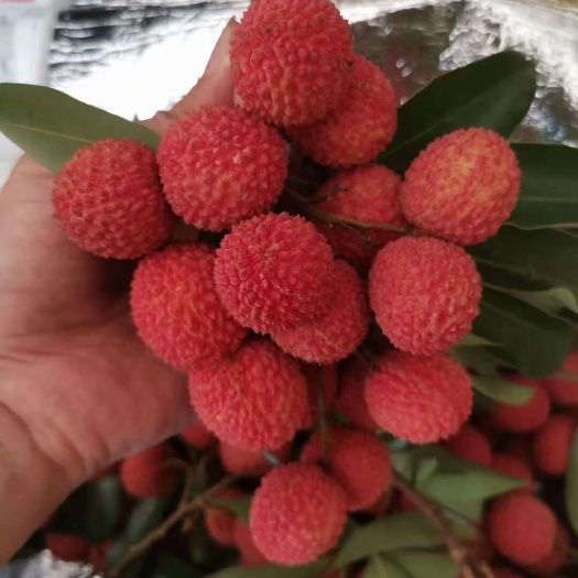 北流市高尊荔枝，桂味，仙进奉，冰荔