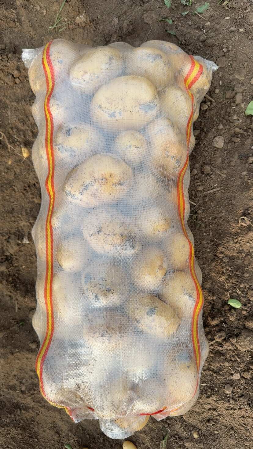 精品沃土黄皮黄心优质土豆