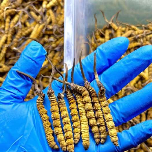 洛隆县西藏昌都平均海拔在3500以上冬虫夏草假一赔十