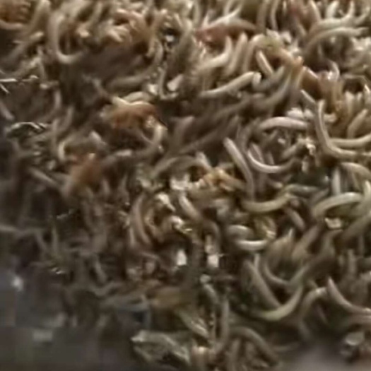 开平市营养又健康的黄粉虫