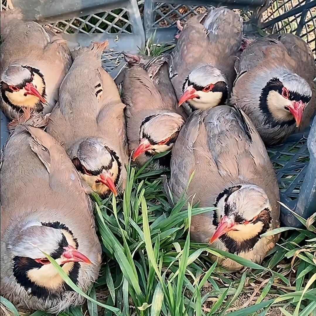 户外散养的鹧鸪鸡小飞龙成年可下蛋抱窝繁殖，纯五谷杂粮喂养