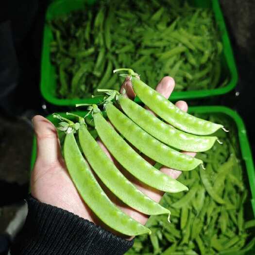 昆明【推荐】荷兰豆 各类货提供 严格把控质量价格  合作共赢是目