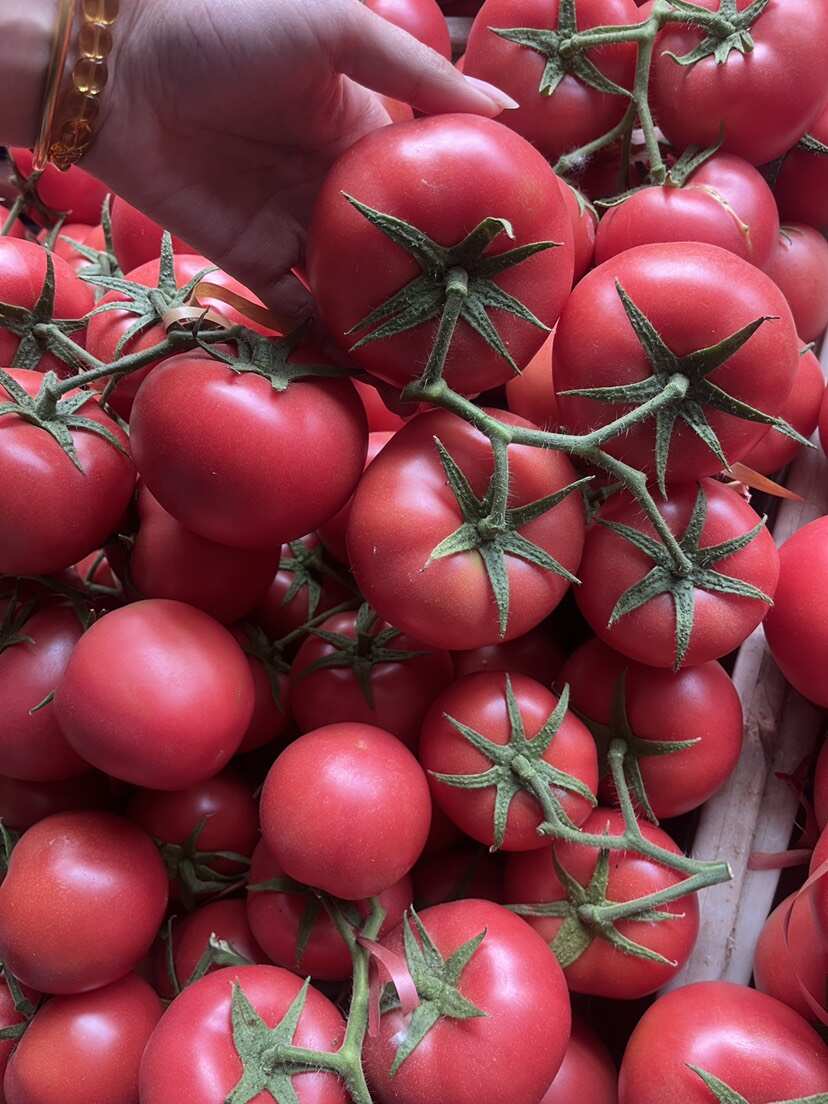 辽宁锦州硬粉西红柿新鲜采摘批发供应