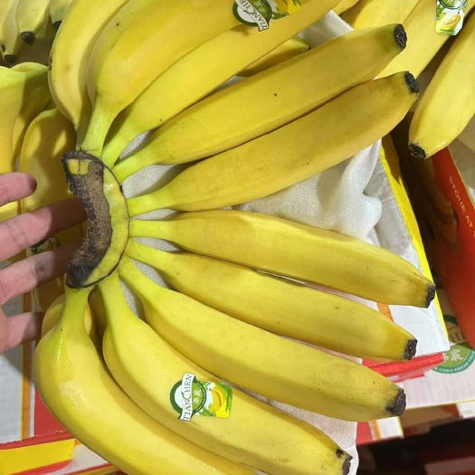 常熟市菲律宾精品二级黄蕉，规格456。可全国发货保质保量。
