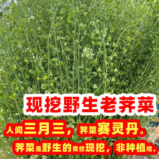 三月三带籽老荠菜水洗晒干野生荠菜整株根花籽入药 去湿寒带老根