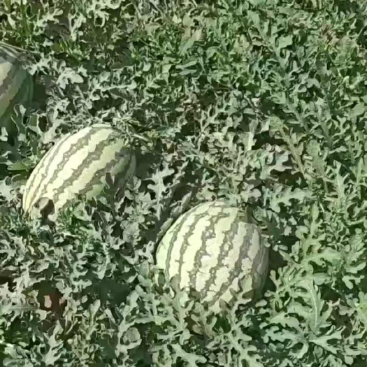 吐鲁番新疆产区金城五号西瓜