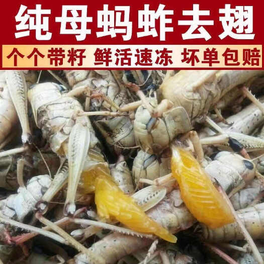 天津纯母去翅膀蚂蚱原产地加工可定制蝗虫
