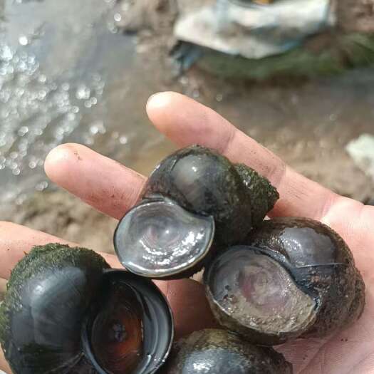 舒兰市鲜活大个田螺，寻找合作商，提供资源，详情联系