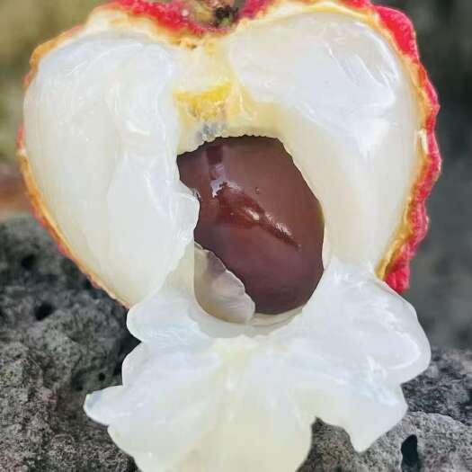 海口荔枝王