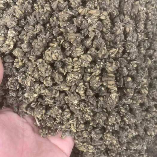 广州猫爪草 猫爪草一手货源全国发货量大优惠