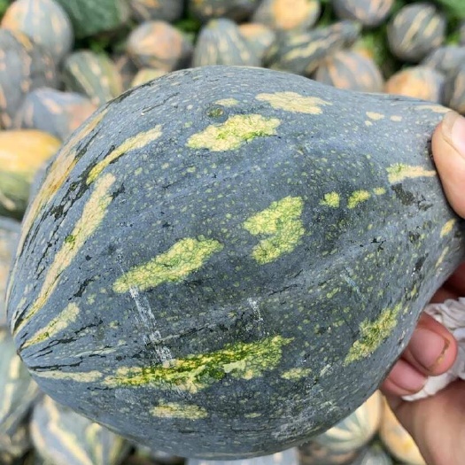 横州市广西南宁横州香芋南瓜新鲜采摘当季瓜菜批发供应