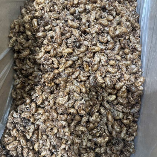 亳州优质蝉蜕中药材 干燥完好 动物类药材 谯城区直发