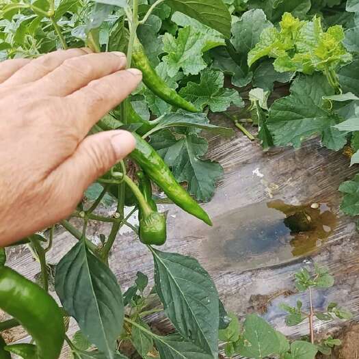 汉寿县精品牛角大青椒，光度好，品质优良