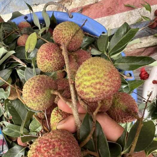 博罗县荔枝妃子笑