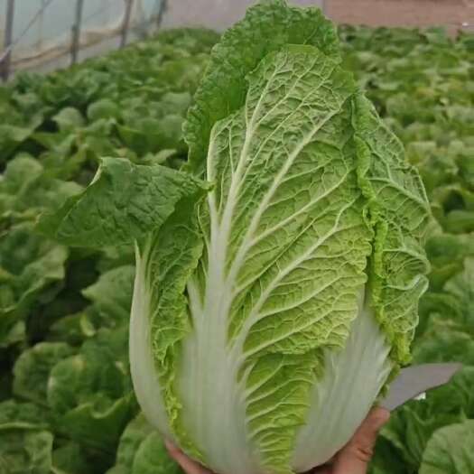 似锦精品黄心菜大量上市