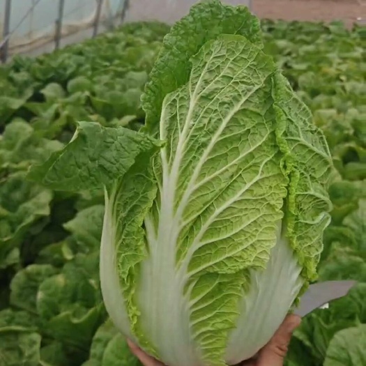 围场县似锦精品黄心菜大量上市