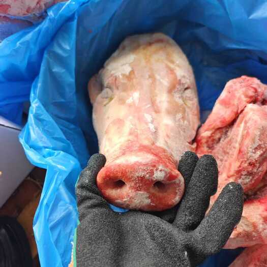 临沂去耳生猪头，超低价，品质好，货源充足
