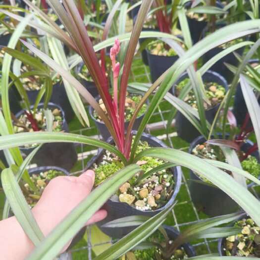 南靖县兰花苗红草红荷室内绿植盆栽花卉花期浓香尊品