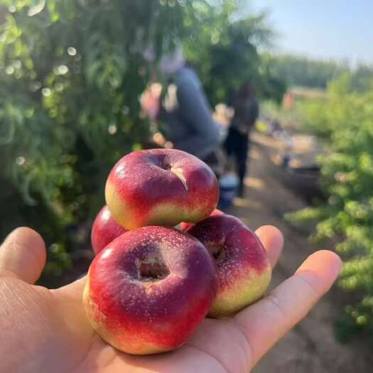 蒙阴县纽扣蟠桃山东蒙阴油蟠桃纽扣蟠桃包邮