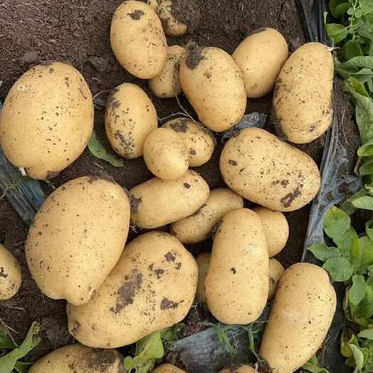 鹿邑县精品土豆 沃土 荷兰 麦肯 v7 土豆大量现货