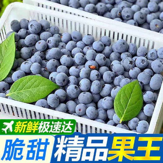 南京【新果】新鲜蓝莓鲜果孕妇宝宝水果蓝莓王当季特大果怡颗甜莓