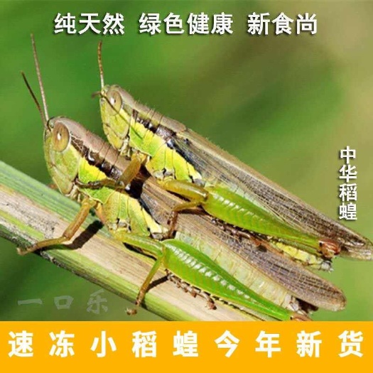新鲜稻田蚂蚱蝗虫蚂蚱稻田蚂蚱油葫芦