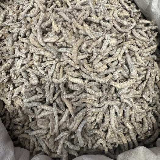亳州谯城优质僵蚕中药材 干货足称 批发零售