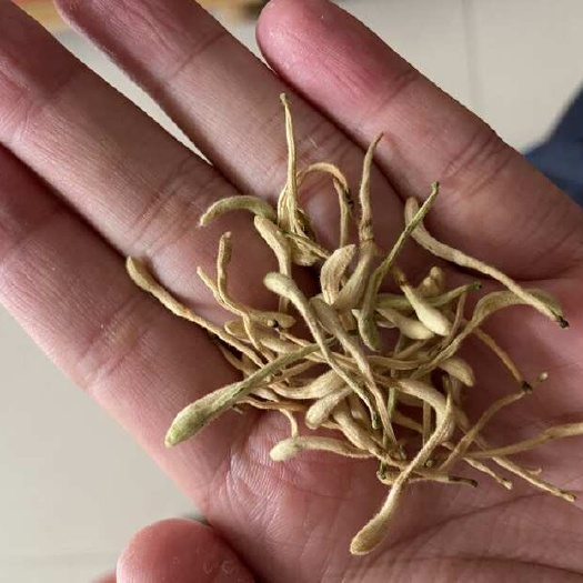 枣庄长期大量供应山东金银花，一手货源，各种规格等级，量大价格另议