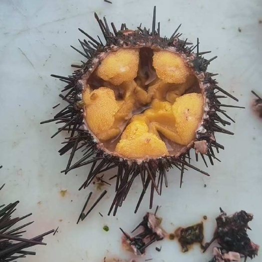 大连源头发货，一手货源，价格优势，只做精品