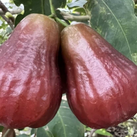 广东汕头新鲜黑糖芭比莲雾 ，微裂果，花皮果