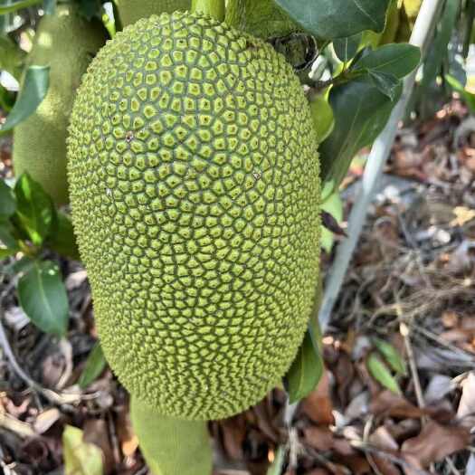乐东县海南榴莲蜜，多个品种，有奶白榴莲蜜，常孟尖榴莲蜜……