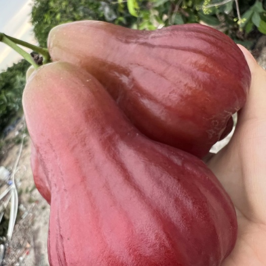 汕头精品黑糖芭比莲雾，脆甜爆汁，带有浓郁的甘汁味