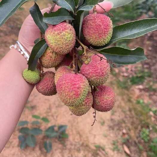 灵山县广西灵山妃子笑荔枝 新鲜现摘 浅红果皮 产地代办