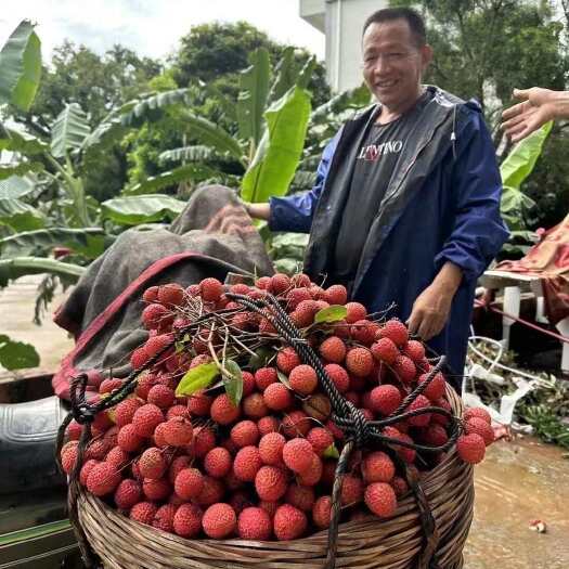 高州市高州老树桂味荔枝精品大果产地直发