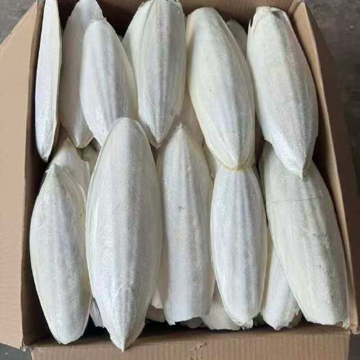 石狮市优质海螵蛸中药材批发零售 大个 统货