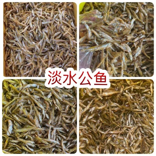 佛山小河鱼 油 地摊电商批发 新疆淡水公鱼干 青海公干鱼