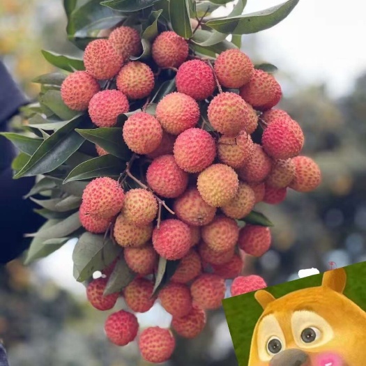 高州桂味荔枝马上可以少量上市