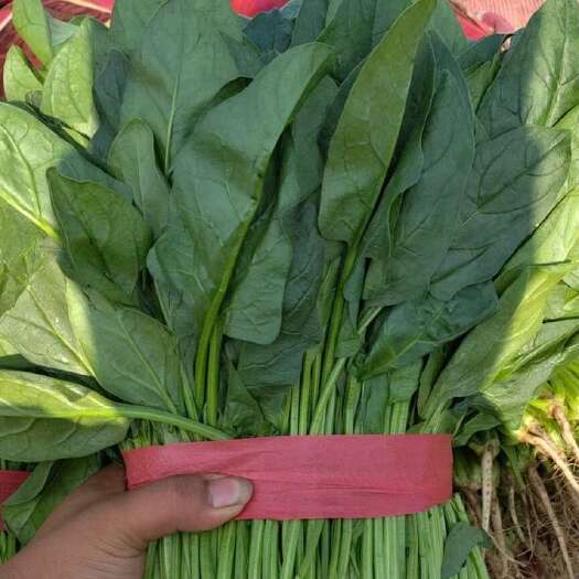 菠菜